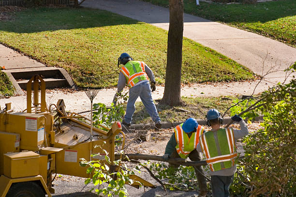 Best Tree Removal Services  in Bridgeport, TX